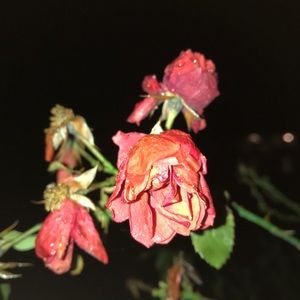 Meet your Posher, Adam